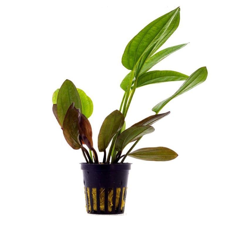 Barthii Sword Live Plant (Echinodorus Barthii) - Freshwater Aquarium Plant for Fish Tanks, Ponds & Aquatic Gardens | Easy Care Aquatic Plant for Beginners