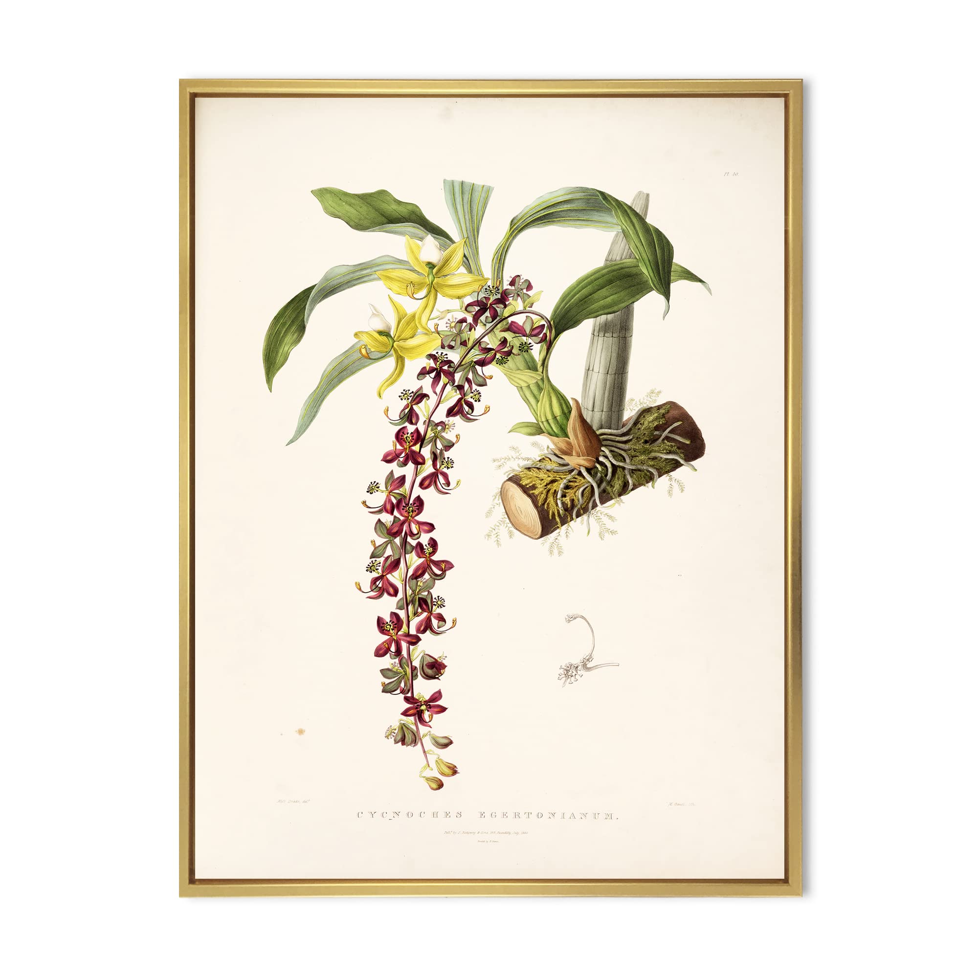 Vintage Flower II - Traditional Framed Canvas Wall Art Print for Living Room, Bedroom & Office Decor | Home & Wall Decoration