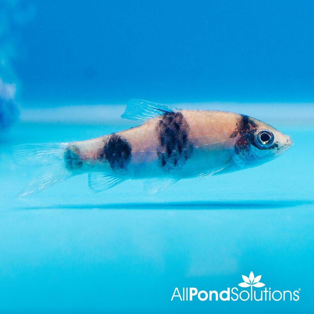 Premium Melon Barb Fish (Haludaria fasciata) - Live Freshwater Aquarium Fish for Tropical Tanks | Perfect for Community Aquariums & Planted Tanks