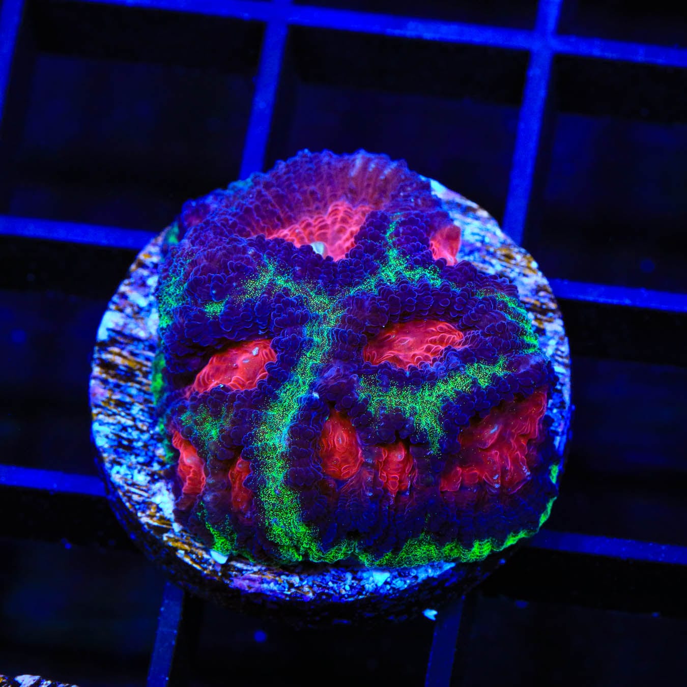 Christmas Favia Coral for Saltwater Aquariums - Vibrant Coral for Reef Tanks & Marine Aquascaping