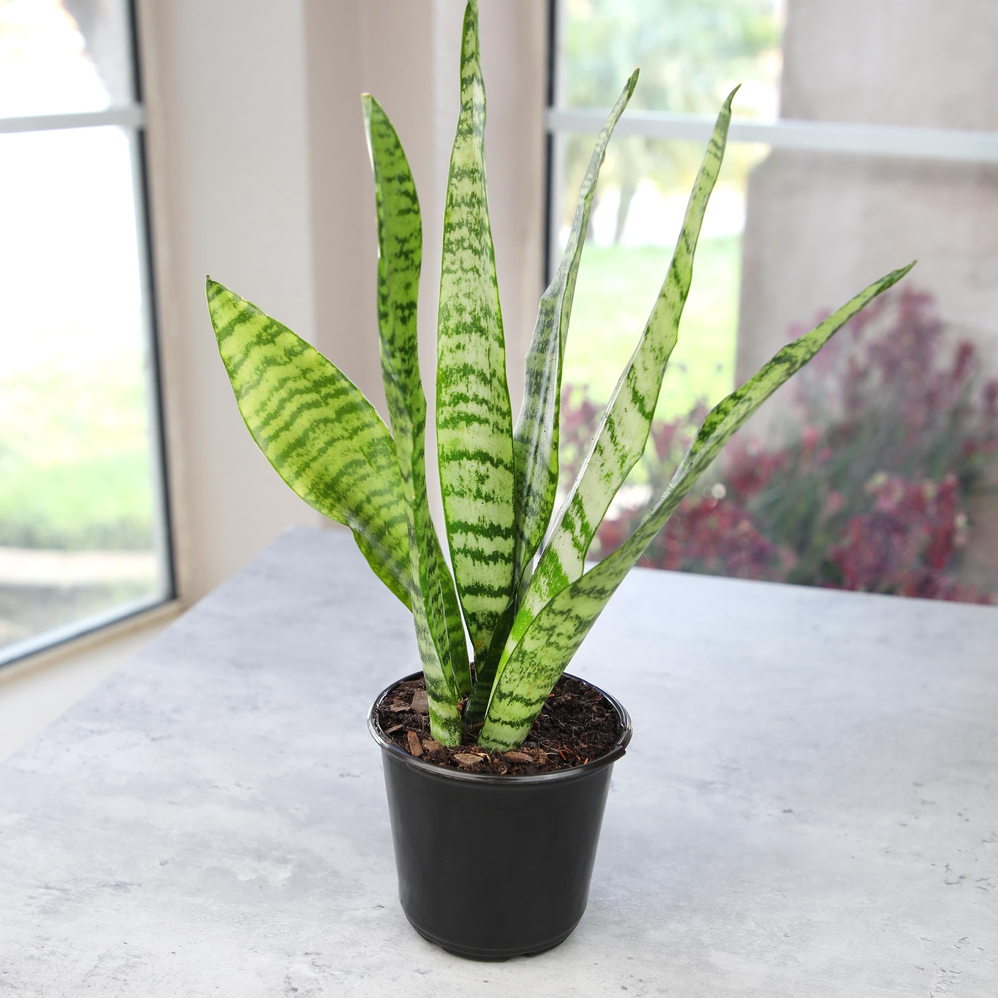 Variegated Snake Plant (Sansevieria Zeylanica) - 6