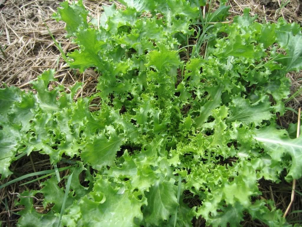 3000 Green Curled Endive Seeds (Cichorium Endiva) - Organic Escarole & Moss Curled Endive for Fresh Salads, Home Gardening & Gourmet Cooking | Perfect for Indoor Herb Gardens, Urban Farming & Healthy Eating