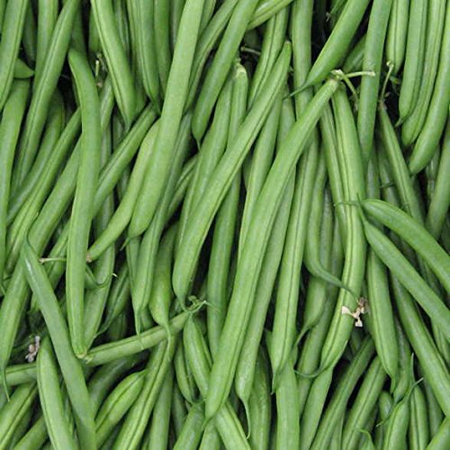 Organic Endeavour Bean Seeds for Planting - Non-GMO, Pack of 250 - Grow Fresh Spring Garden Vegetables at Home | Perfect for Home Gardening, Urban Farming & Sustainable Living