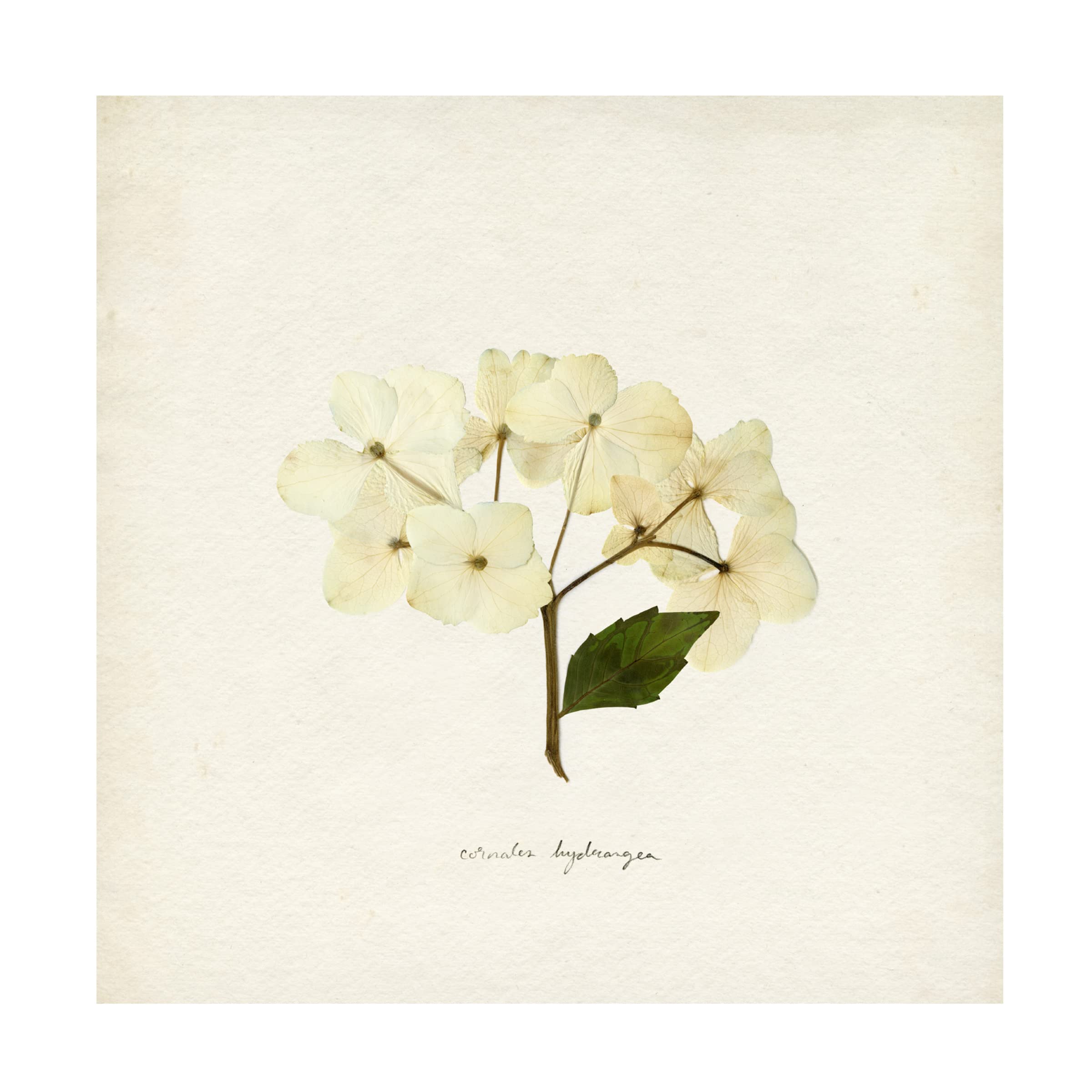 Emma Caroline 'Cornales Hydrangea II' Floral Canvas Wall Art Print - Premium Home Decor for Living Room, Bedroom & Office