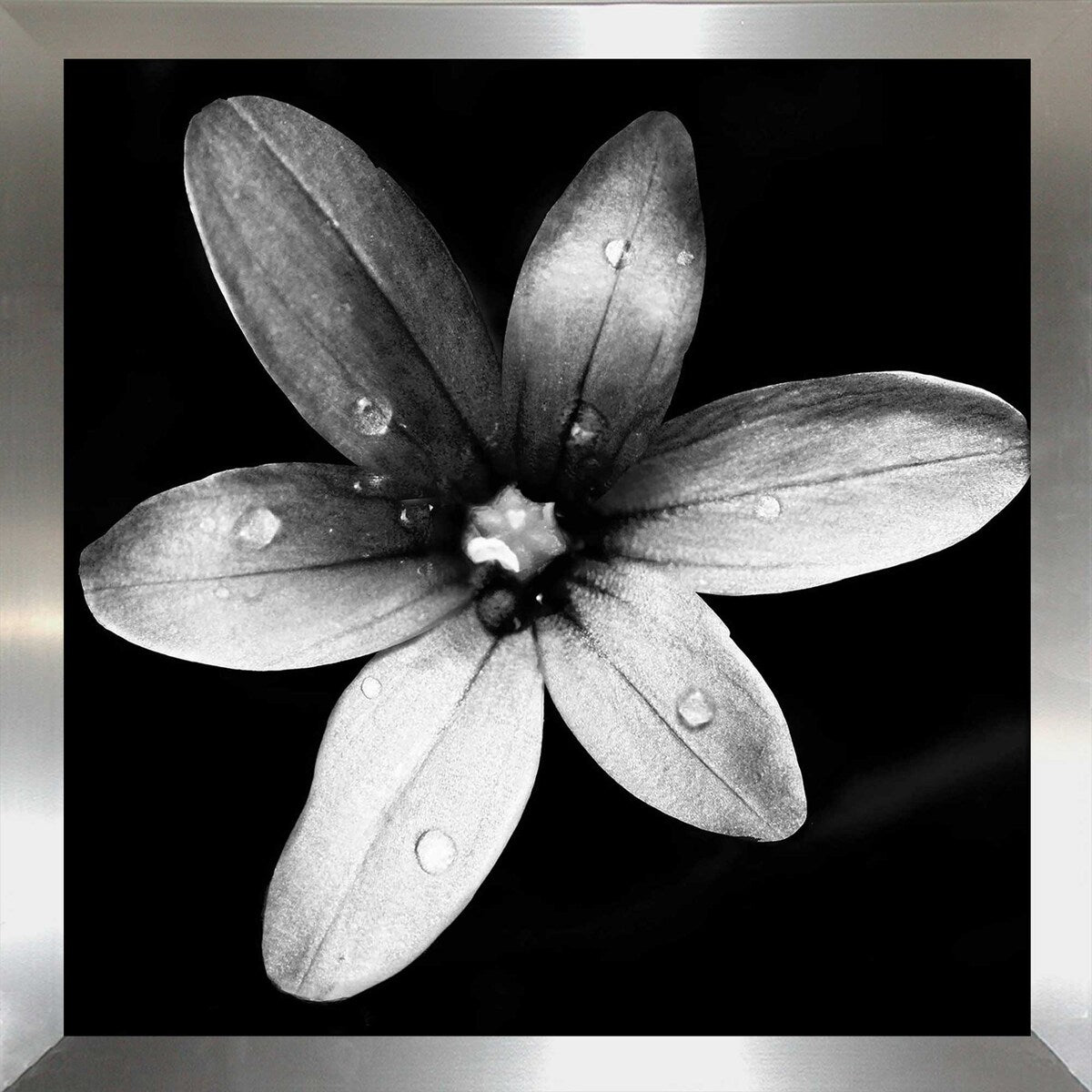 Black and White Bloom II Square Acrylic Wall Art Print - Modern Home Decor for Living Room, Bedroom & Office