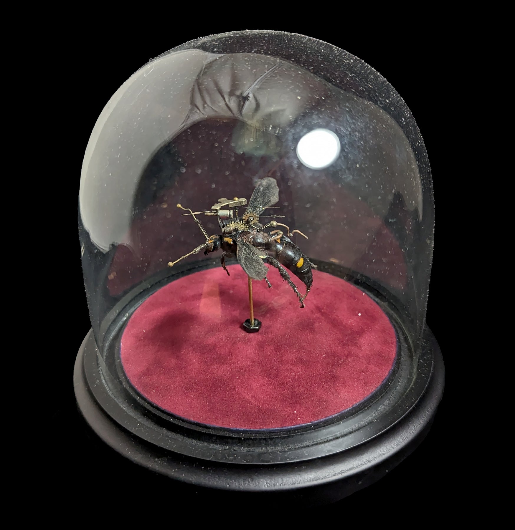 Clockwork Hymenoptera: Procer - Mechanical Insect Model Kit for STEM Education & Home Decor | Perfect for Science Projects, Collectors & Unique Gift Ideas