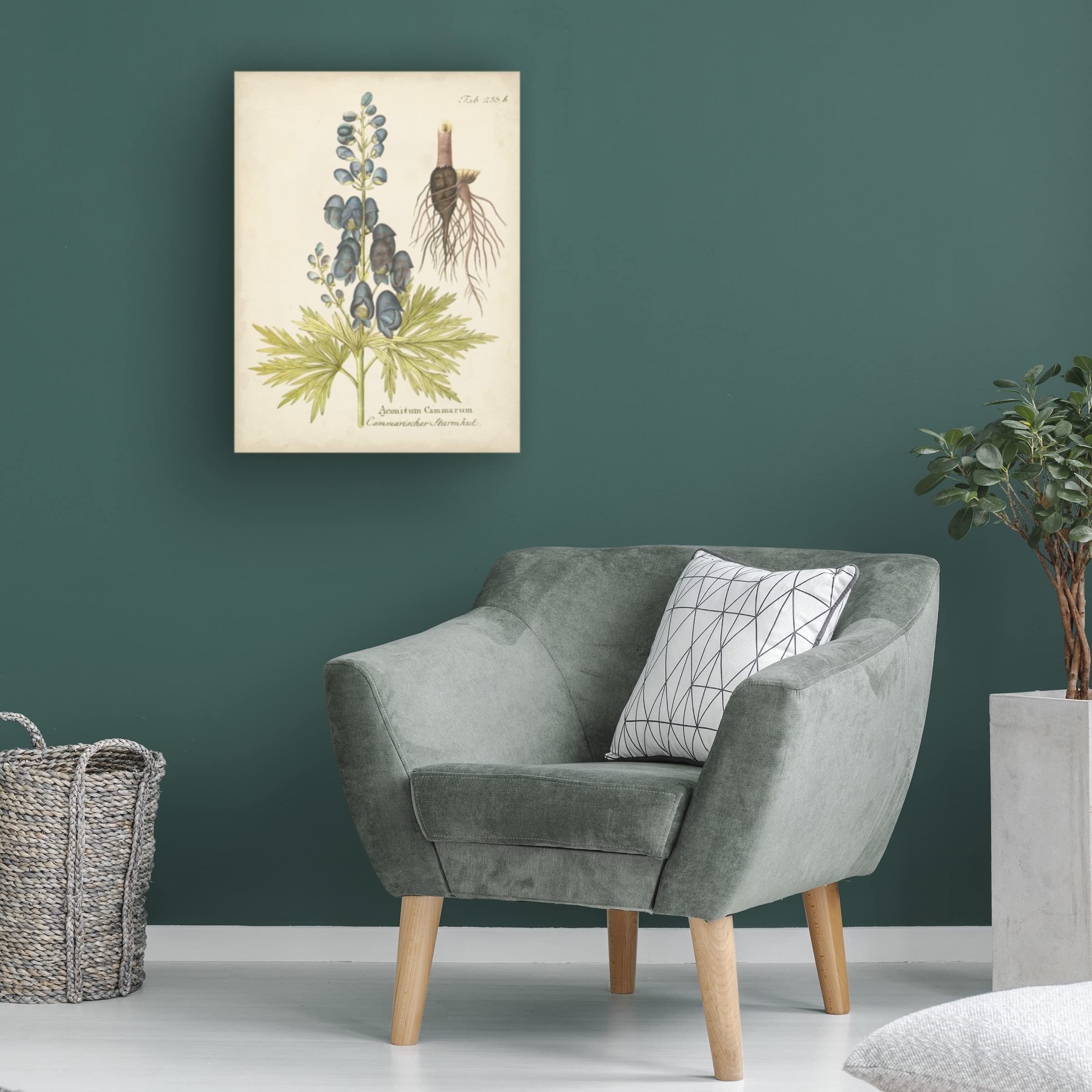 Trademark Fine Art 'Eloquent Botanical II' Canvas Wall Art by Vision Studio - Perfect for Living Room, Bedroom & Office Decor