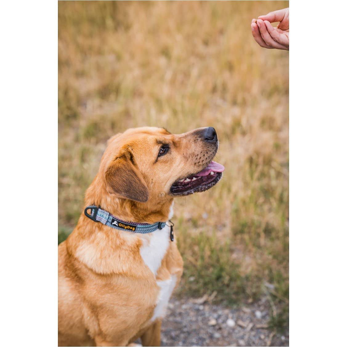 OllyDog Rescue Adjustable Dog Collar with Heavy-Duty Buckle - Lightweight Training Collar for Small, Medium & Large Dogs (Large, Prism) - Perfect for Daily Walks, Training & Outdoor Adventures