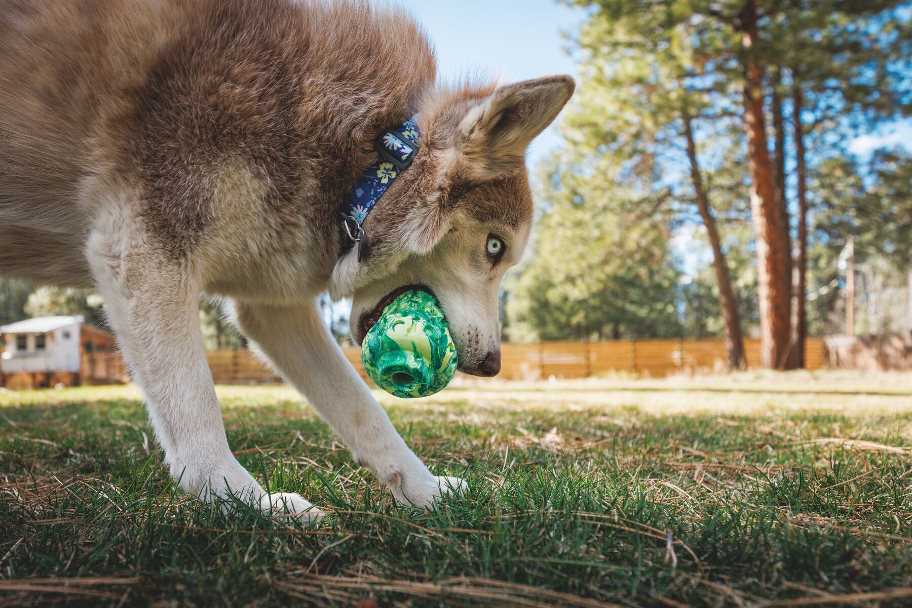 Interactive Dog Puzzle Toy & Treat Dispenser - Morel™ Gray Sky by Ruffwear® | Mental Stimulation & Reward Training for Dogs