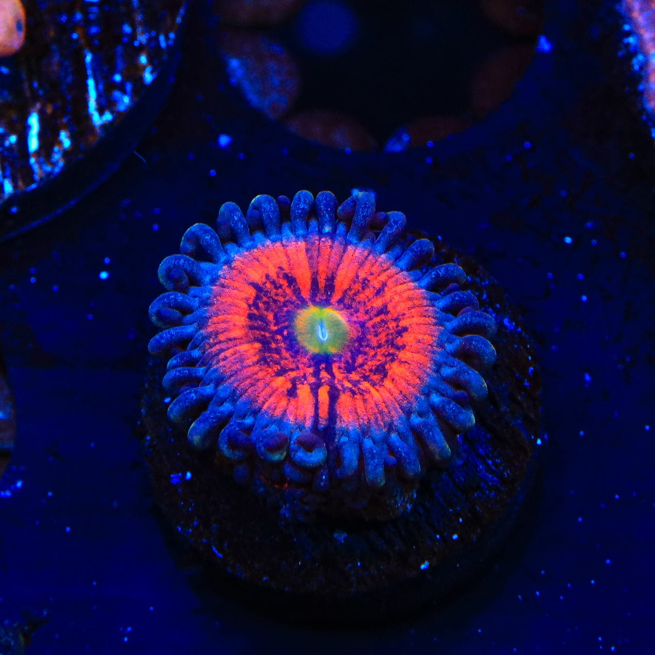 Everlasting Gobstopper Zoanthids Coral - Vibrant Saltwater Coral for Reef Aquariums | Perfect for Nano Tanks & Coral Frag Racks