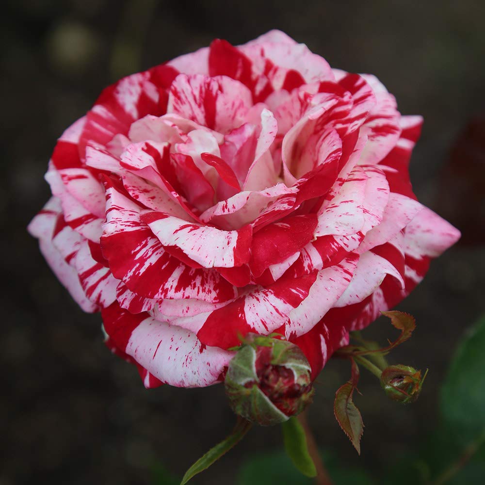 Heirloom Roses Rock & Roll™ Grandiflora Rose Bush - Live Outdoor Planting, Fragrant Multi-Bloom Perennial | Perfect for Garden Borders, Landscaping & Cut Flower Arrangements
