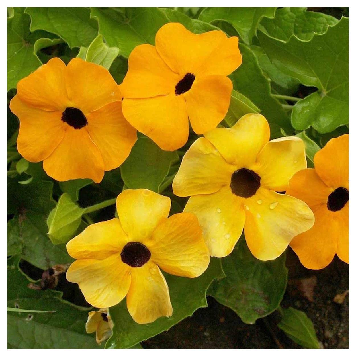Everwilde Farms - 1 Oz Black-Eyed Susan Vine Wildflower Seeds (Thunbergia Alata) - Premium Gold Vault Packaging - Perfect for Garden Borders, Trellises & Butterfly Gardens