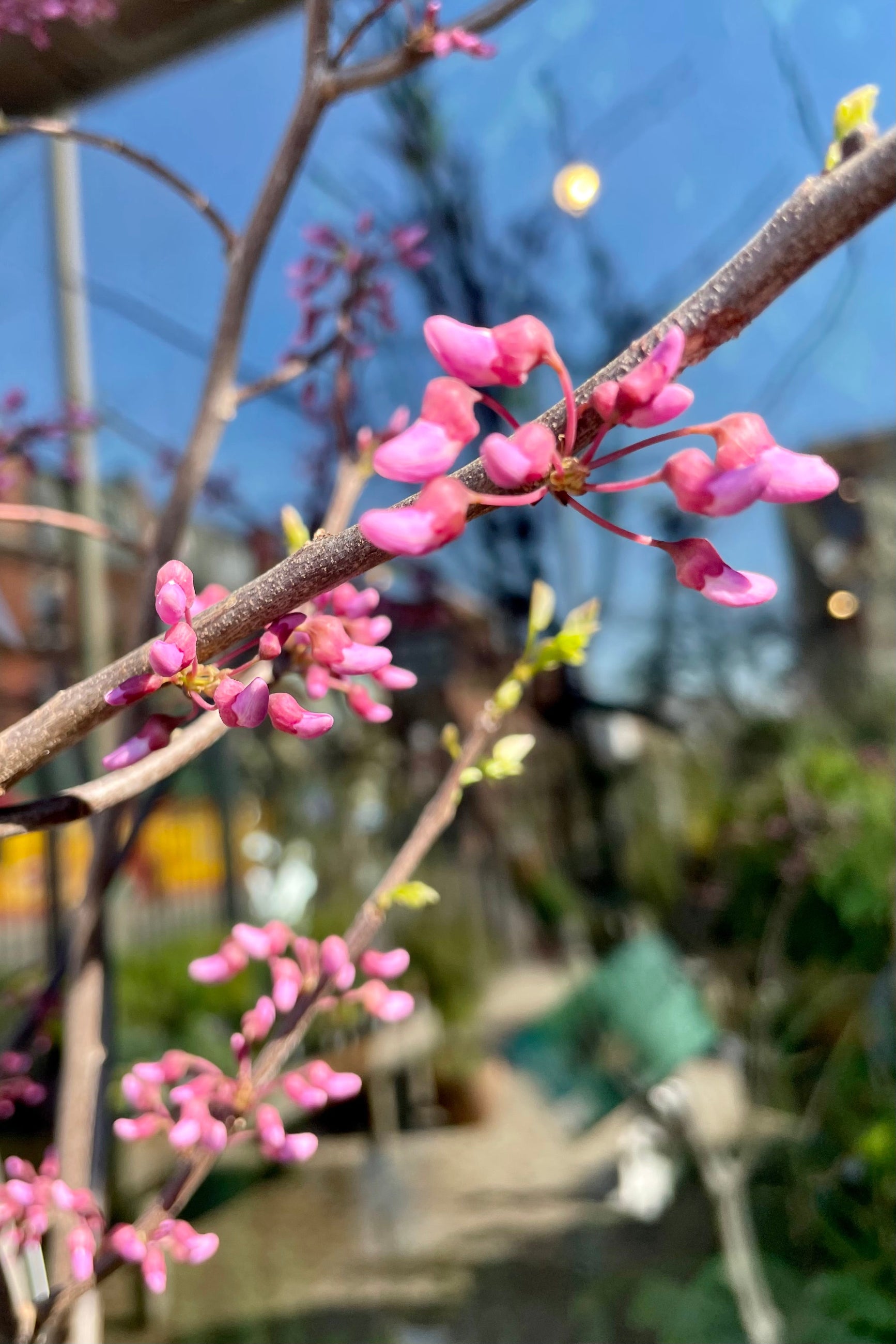 Cercis Canadensis MN Strain #10 - Premium Redbud Tree for Landscaping & Garden Decoration | Perfect for Backyard, Patio, and Outdoor Spaces