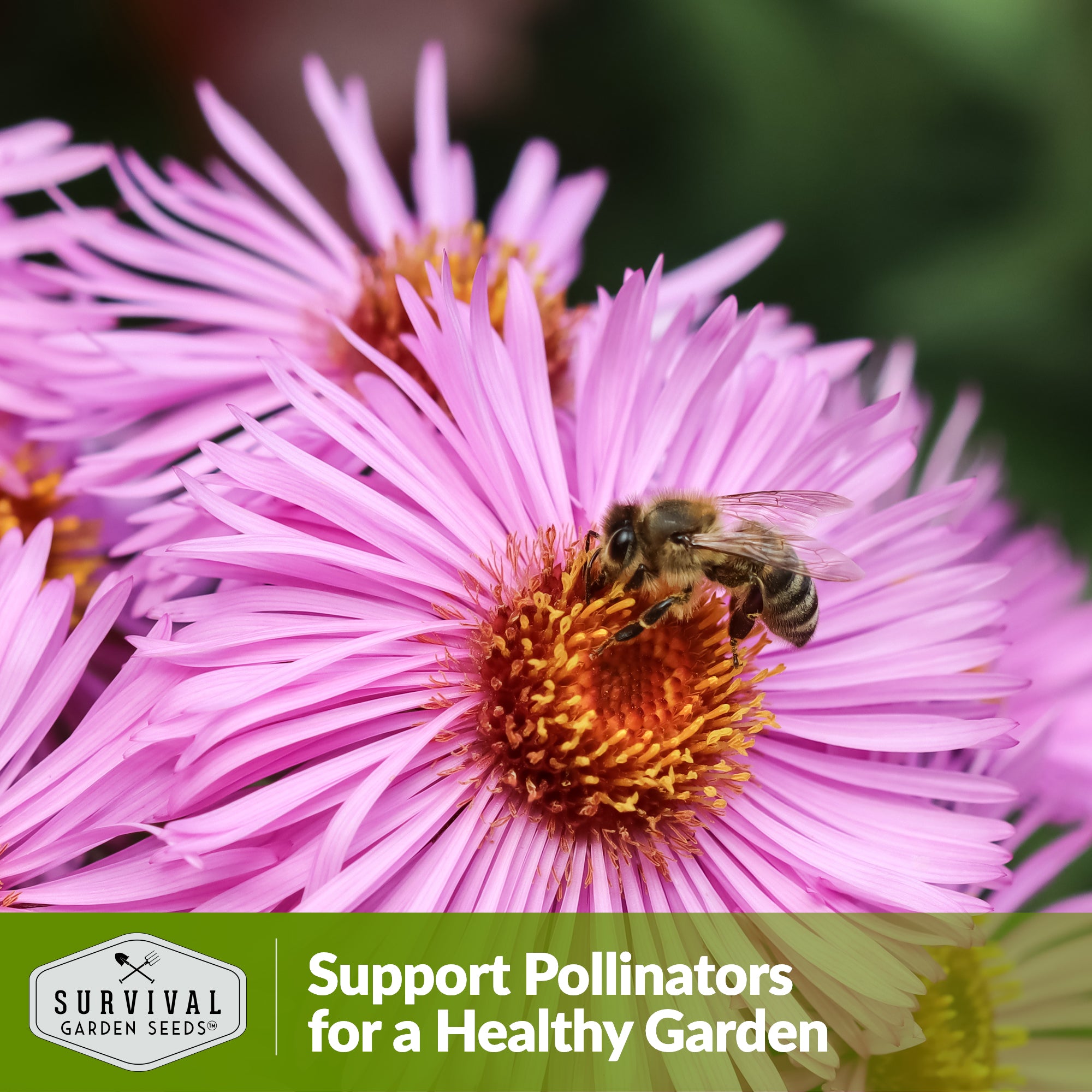 Perennial Wildflower Seeds Mix - Non-GMO, Easy to Grow, Attracts Pollinators - Perfect for Gardens, Meadows & Landscaping