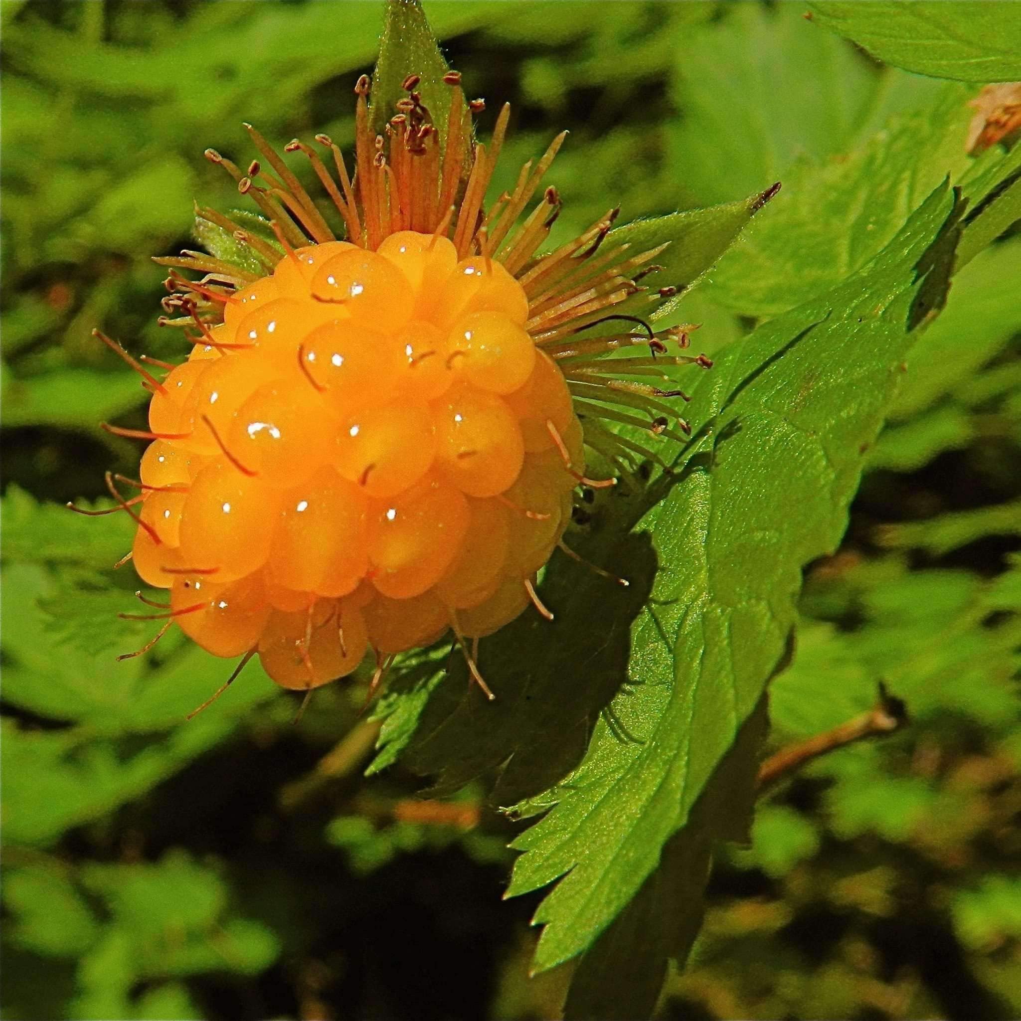 20 Fresh Salmonberry Russian Raspberry Seeds (Rubus Spectabilis) - Grow Your Own Delicious Fruit Tree for Home Garden, Backyard Orchard & DIY Landscaping Projects
