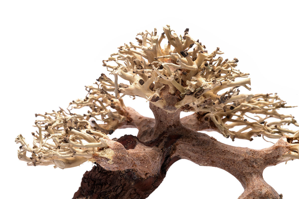 Premium Uns Bonsai 021 - Miniature Japanese Bonsai Tree for Home & Office Decor | Perfect Zen Garden Gift for Plant Lovers