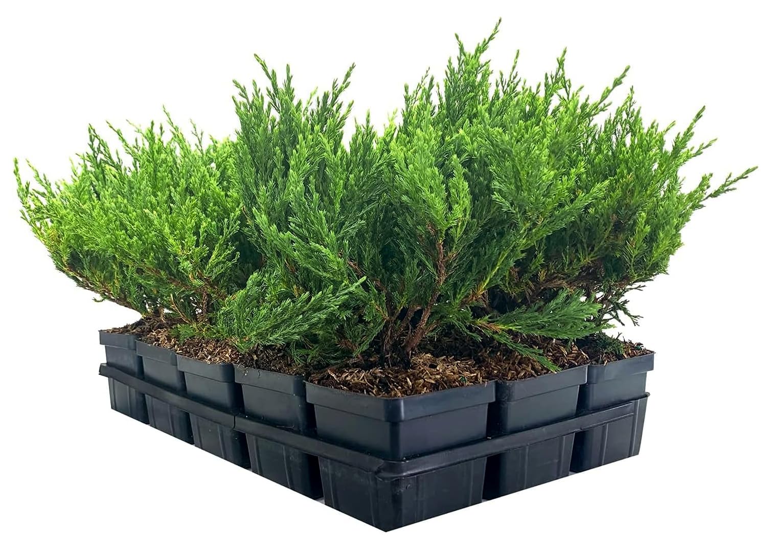 Juniperus horizontalis 'Andorra Compacta' - 5 Live 4 Inch Pots | Low-Growing Evergreen Ground Cover | Drought-Tolerant Landscaping Plants for Rock Gardens, Slopes & Borders