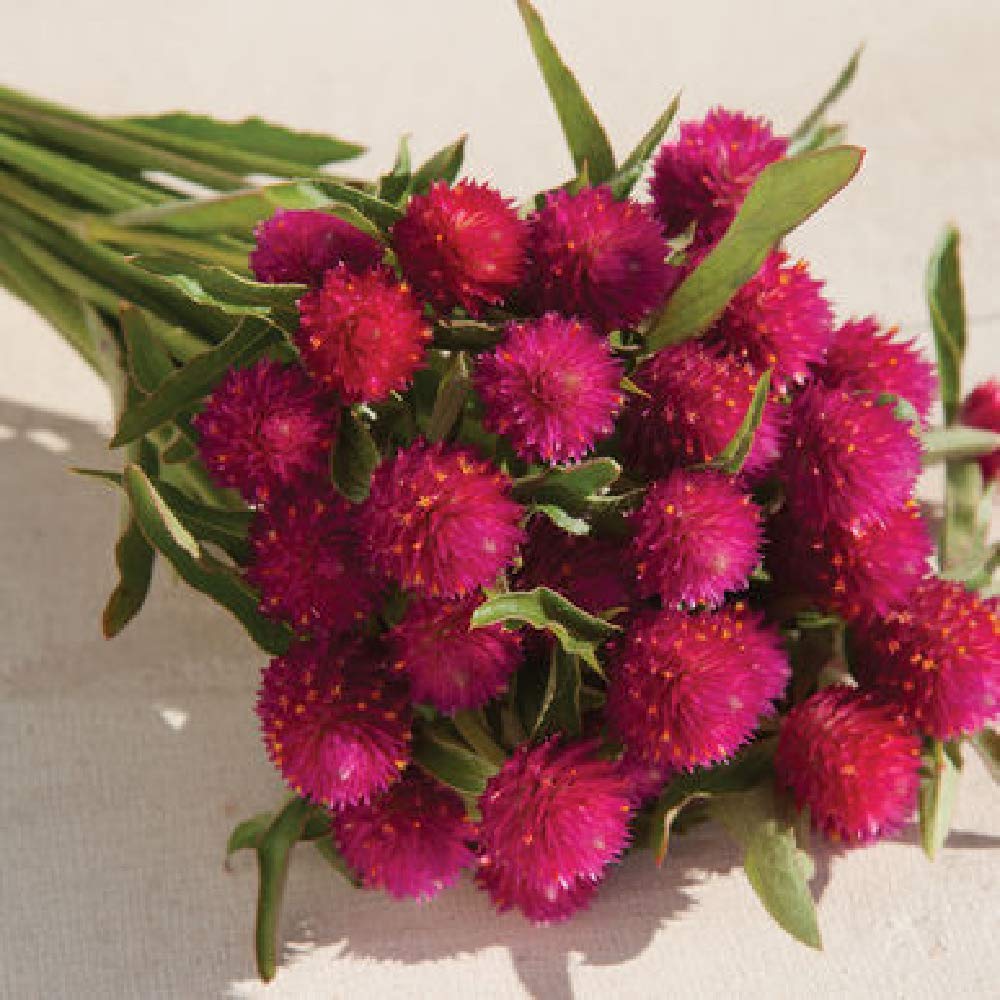 David's Garden Seeds Flower Gomphrena Carmine - 50 Non-GMO Heirloom Seeds for Home Garden, Landscaping & Cut Flower Arrangements | Perfect for Borders, Containers & Pollinator Gardens