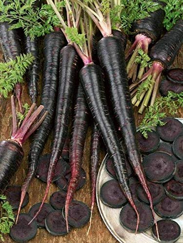Black Nebula Carrot Seeds - 100, 200, 400, 1000 Count - Rare Colorful Heirloom Vegetable Seeds for Home Gardening & Organic Farming