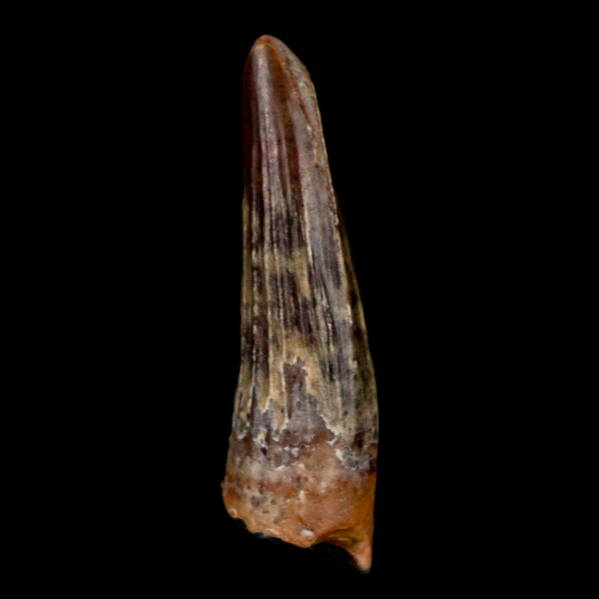 Authentic Suchomimus Dinosaur Fossil Tooth - Cretaceous Spinosaurid from Niger with COA | Perfect for Paleontology Collectors & Dinosaur Enthusiasts