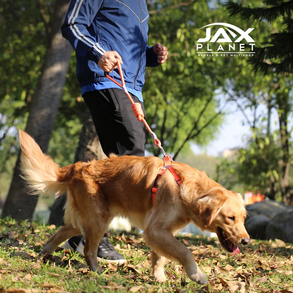 Premium Dog Harness and Leash Set for Small, Medium & Large Dogs - Adjustable No-Pull Pet Harness with D-Ring - Comfortable Training Walking Gear for Puppies & Adult Dogs - Perfect for Outdoor Adventures, Hiking & Daily Walks