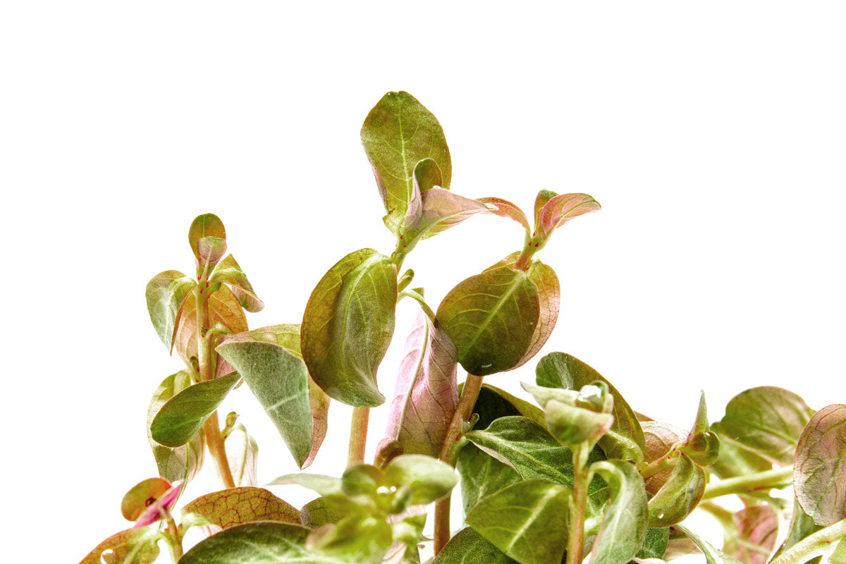 Ludwigia Senegalensis Aquatic Plant for Freshwater Aquariums - Perfect for Aquascaping, Fish Tanks & Aquatic Decor