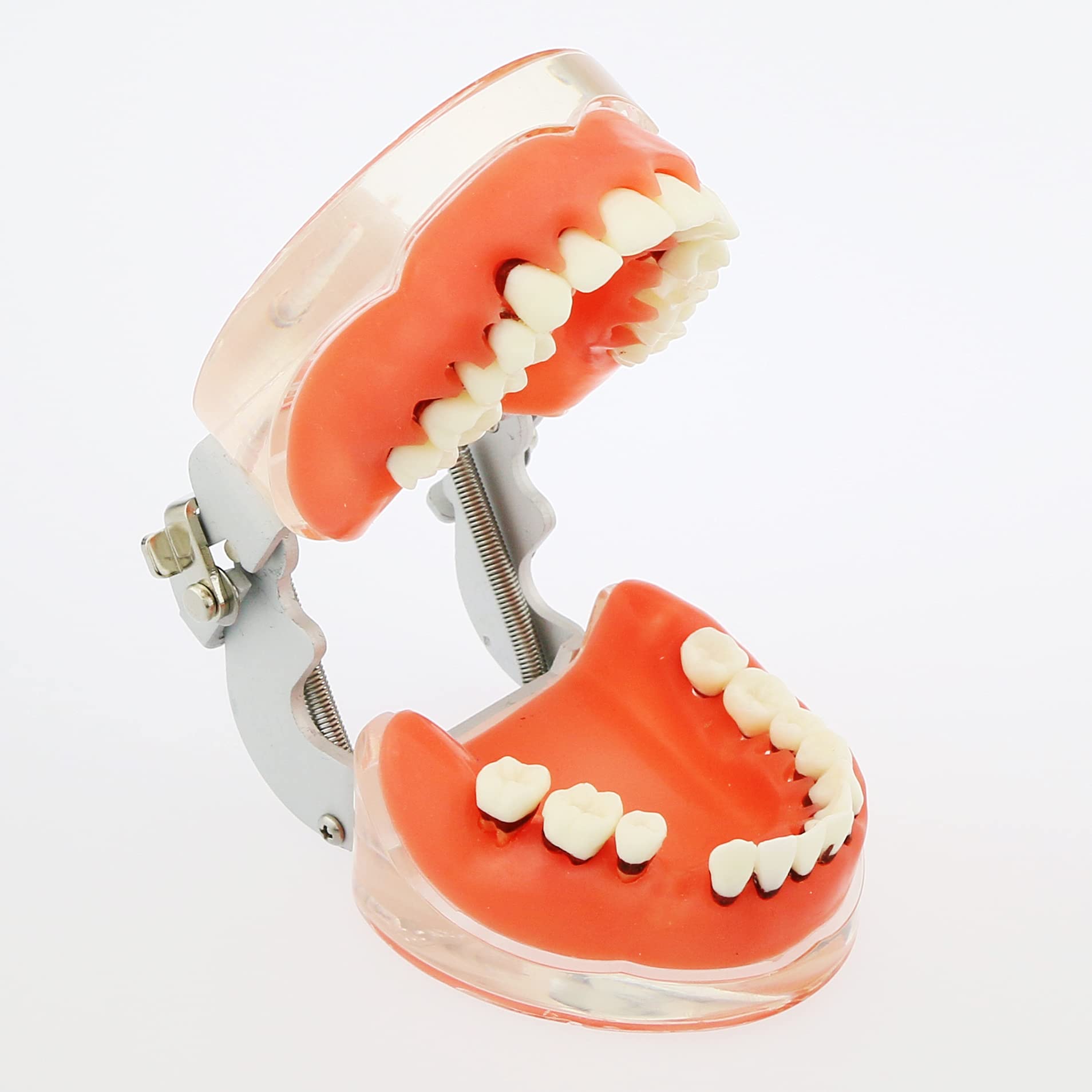 Adult Transparent Dental Teeth Model - Removable Gingivae for Pathology Study & Teaching - Perfect for Dental Students, Dentists & Medical Professionals