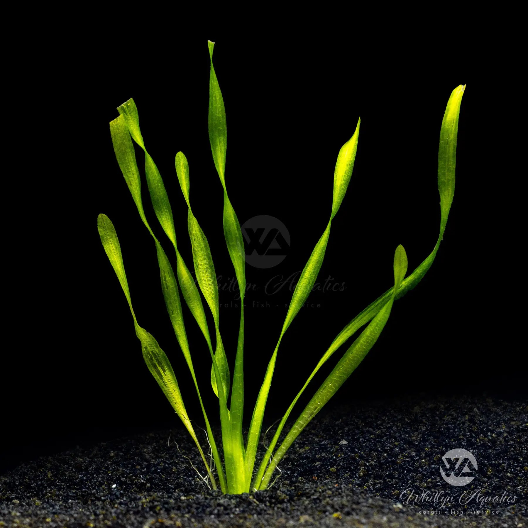 Premium Corkscrew Vallisneria (Vallisneria Contortionist) - Live Aquarium Plant for Fish Tanks, Aquascaping & Aquatic Decor - Easy Care Freshwater Plant for Beginners