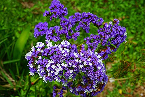 20x30 Inch Laminated Floral Poster - Vibrant Winged Beach Lilac Bloom Wall Art for Home & Office Decor | Perfect for Living Room, Bedroom, Bathroom & Dorm Room Decoration