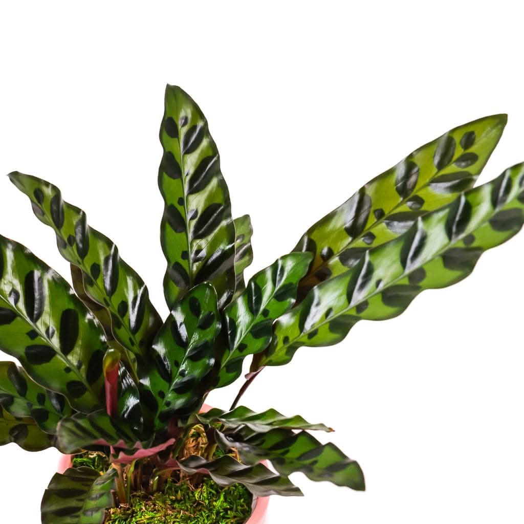 Small Gemstone Potted Rattlesnake Calathea Plant - Unique Indoor Houseplant for Home & Office Decor | Perfect for Living Rooms, Bedrooms, and Workspaces