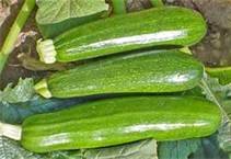 Fresh Green Zucchini Squash - Organic, Non-GMO, Per Pound | Perfect for Salads, Stir-Fries & Healthy Cooking