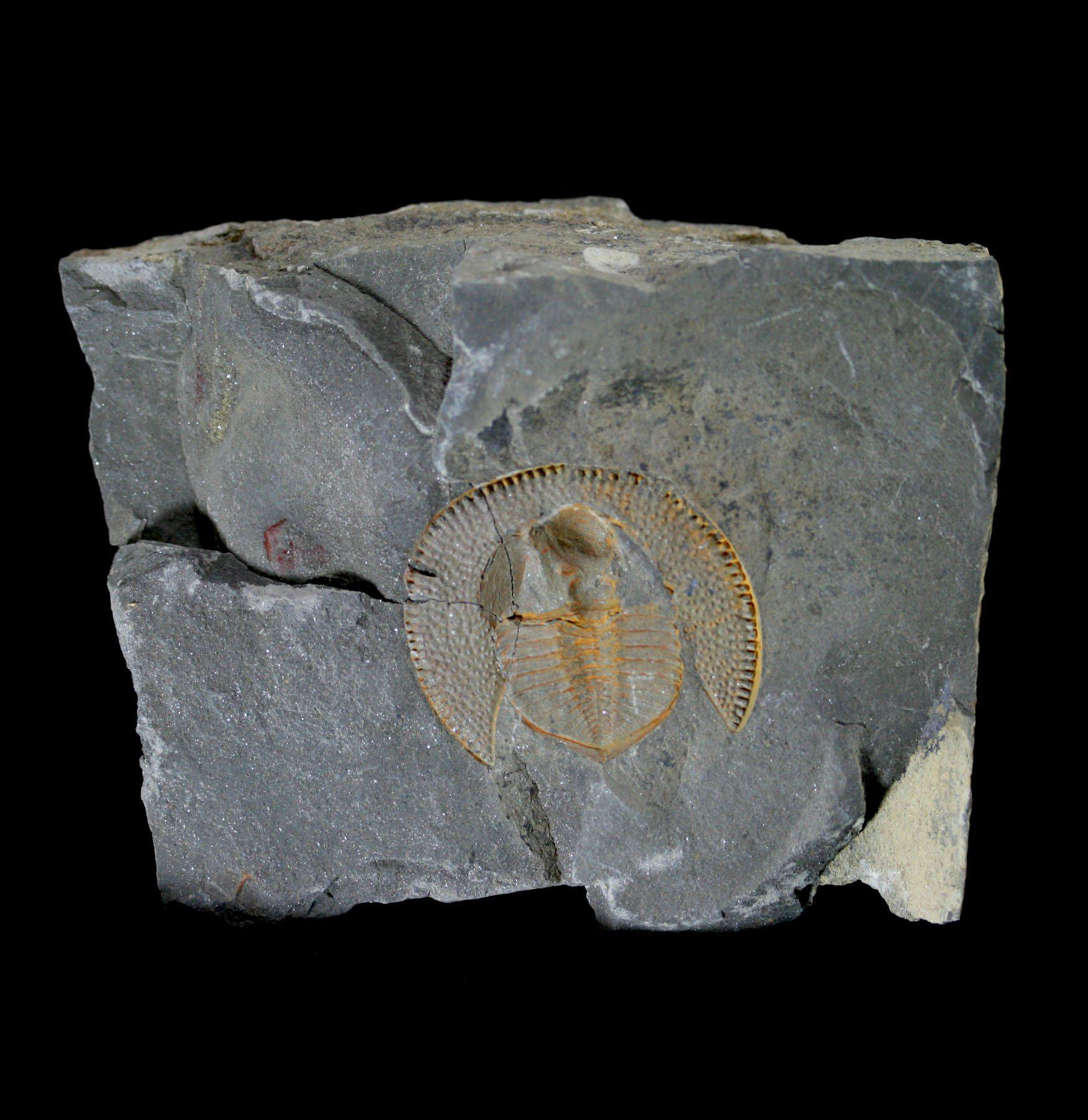 Nankinolithus Fossil Trilobite - Rare Ancient Marine Arthropod Specimen for Collectors & Paleontology Enthusiasts | Perfect for Display, Education & Fossil Collections