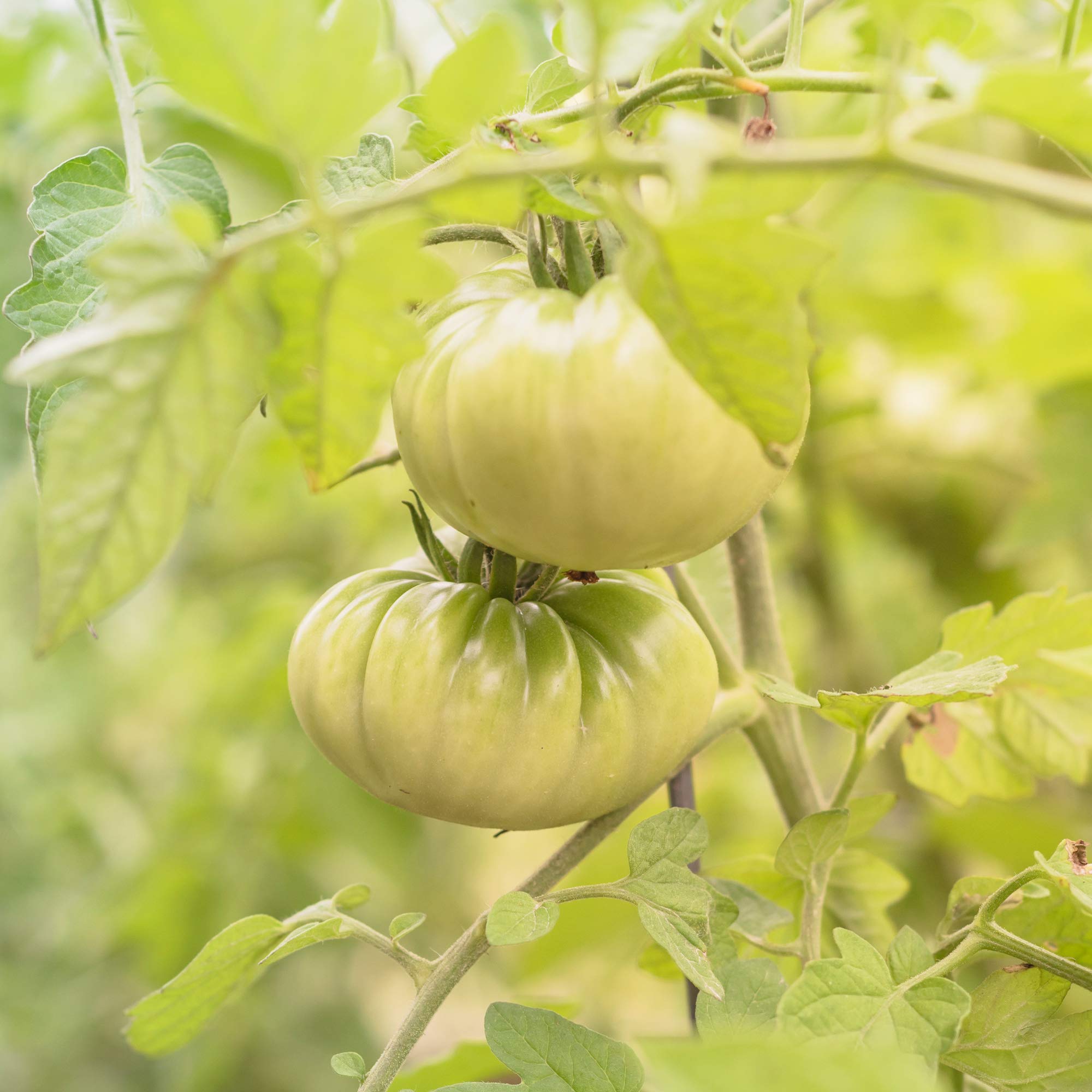 **Aunt Ruby's Green German Tomato Seeds - Non-GMO Heirloom, 4 Oz (~30,000 Seeds) - Solanum lycopersicum - Perfect for Home Gardens, Canning & Fresh Salads**