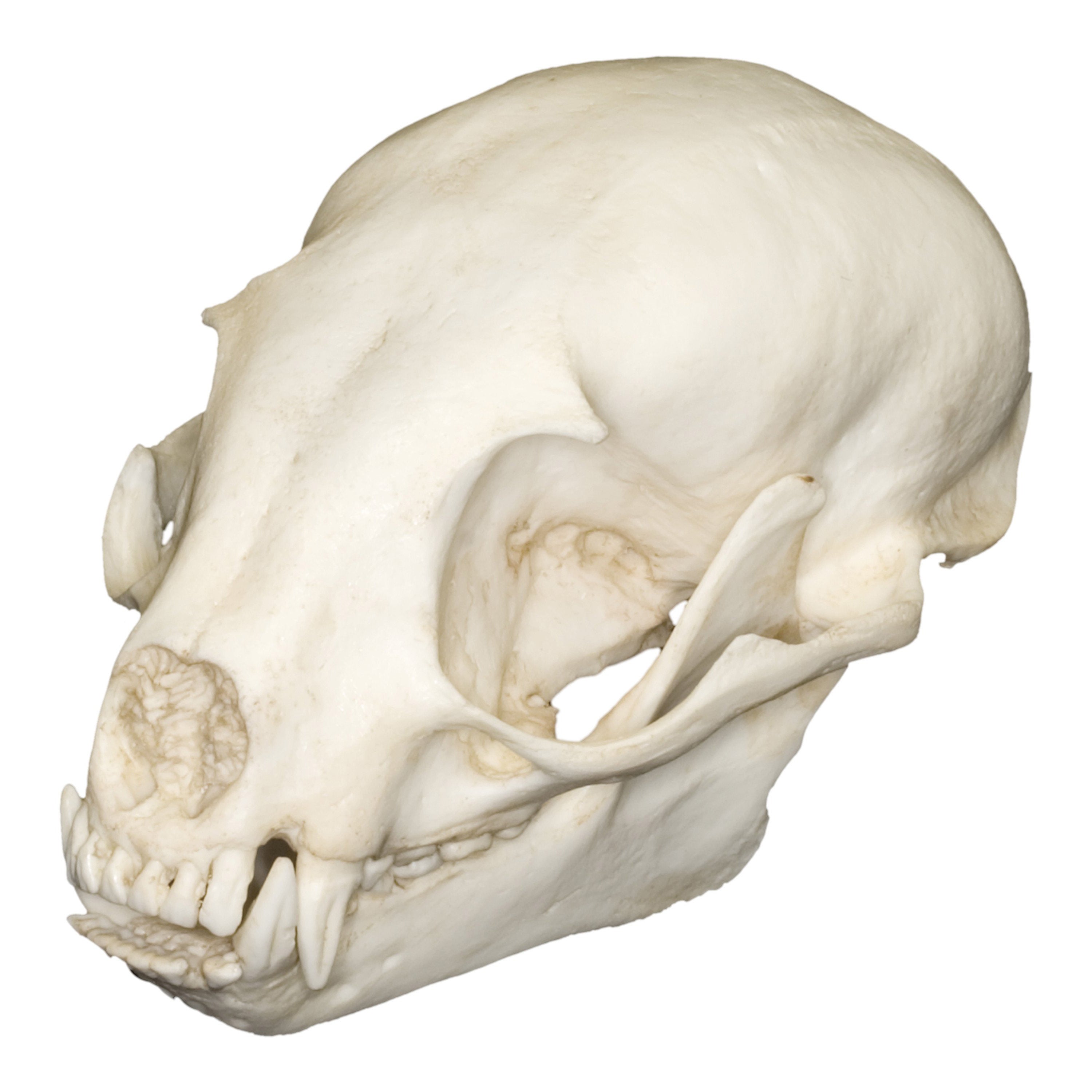 Authentic Replica Kinkajou Skull - High-Quality Animal Skull Model for Home Decor, Halloween Props, and Educational Displays