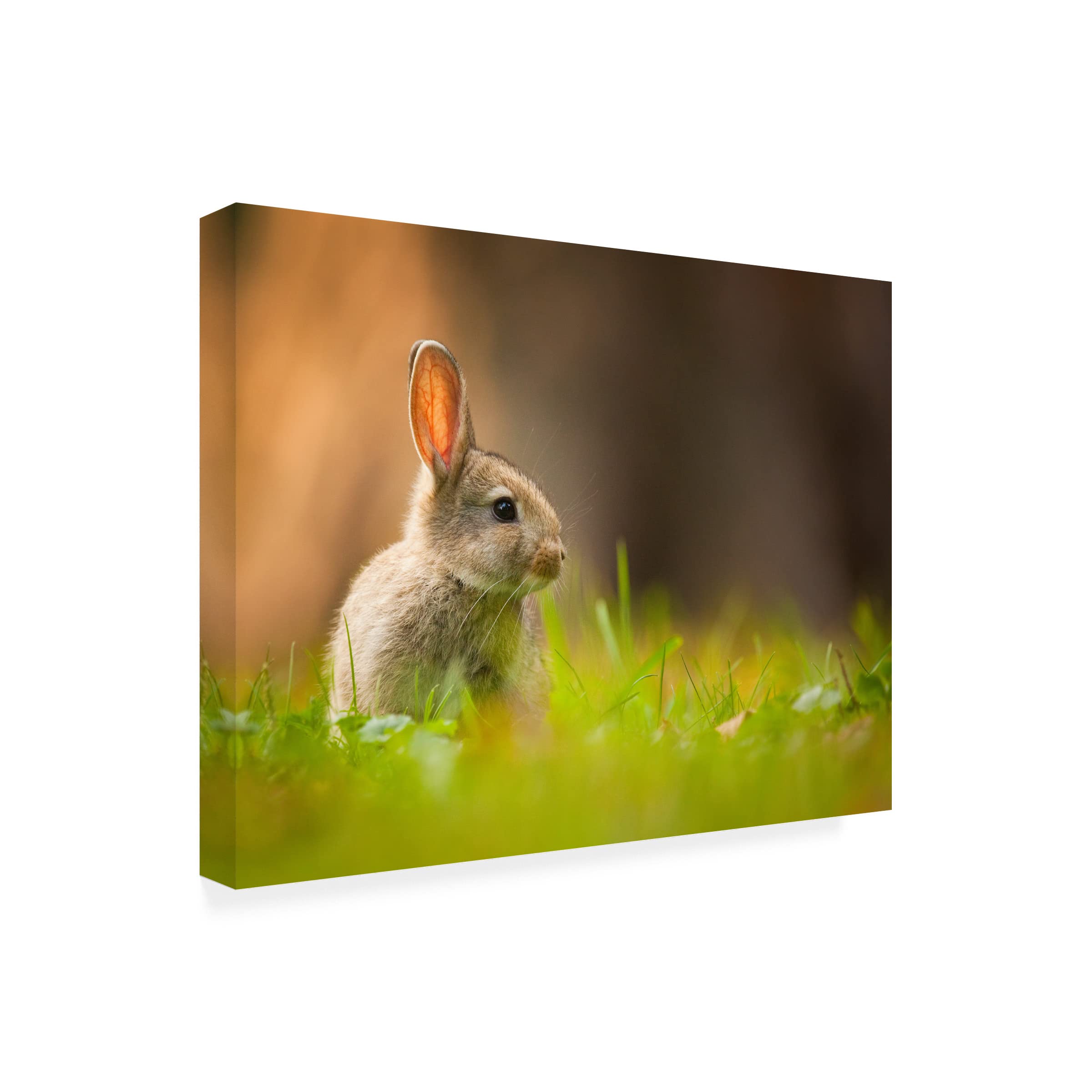 Robert Adamec 'Rabbit' Canvas Wall Art Print - Modern Home Decor for Living Room, Bedroom & Office - Trademark Fine Art Collection
