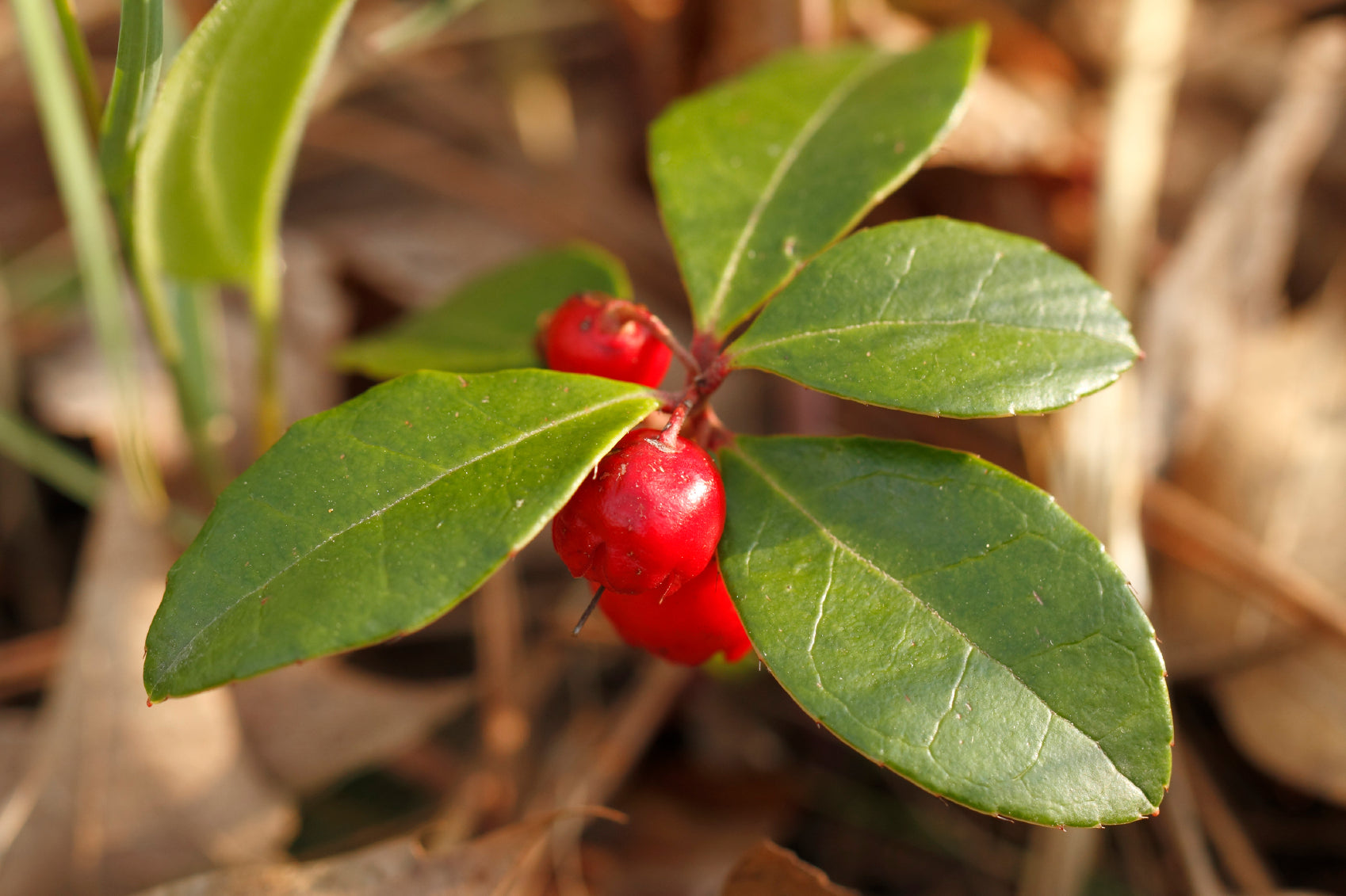Wintergreen Natural Chinese Herbal Tea - Organic & Caffeine-Free for Relaxation & Wellness - Perfect for Stress Relief & Evening Relaxation