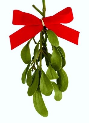 Fresh Cut Real Natural Mistletoe Sprigs with Bow - Pack of 25 | Holiday Decor, Christmas Kissing Tradition, Festive Home & Party Decoration