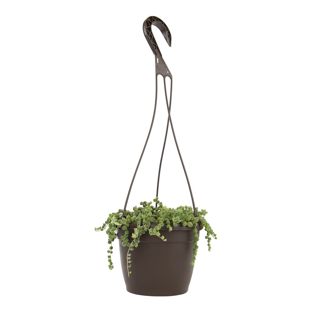 String of Pearls Live Succulent Plant in Hanging Planter - Indoor Houseplant for Home & Office Decor | Low Maintenance Mini Succulents for Shelves, Windowsills & Gift Giving