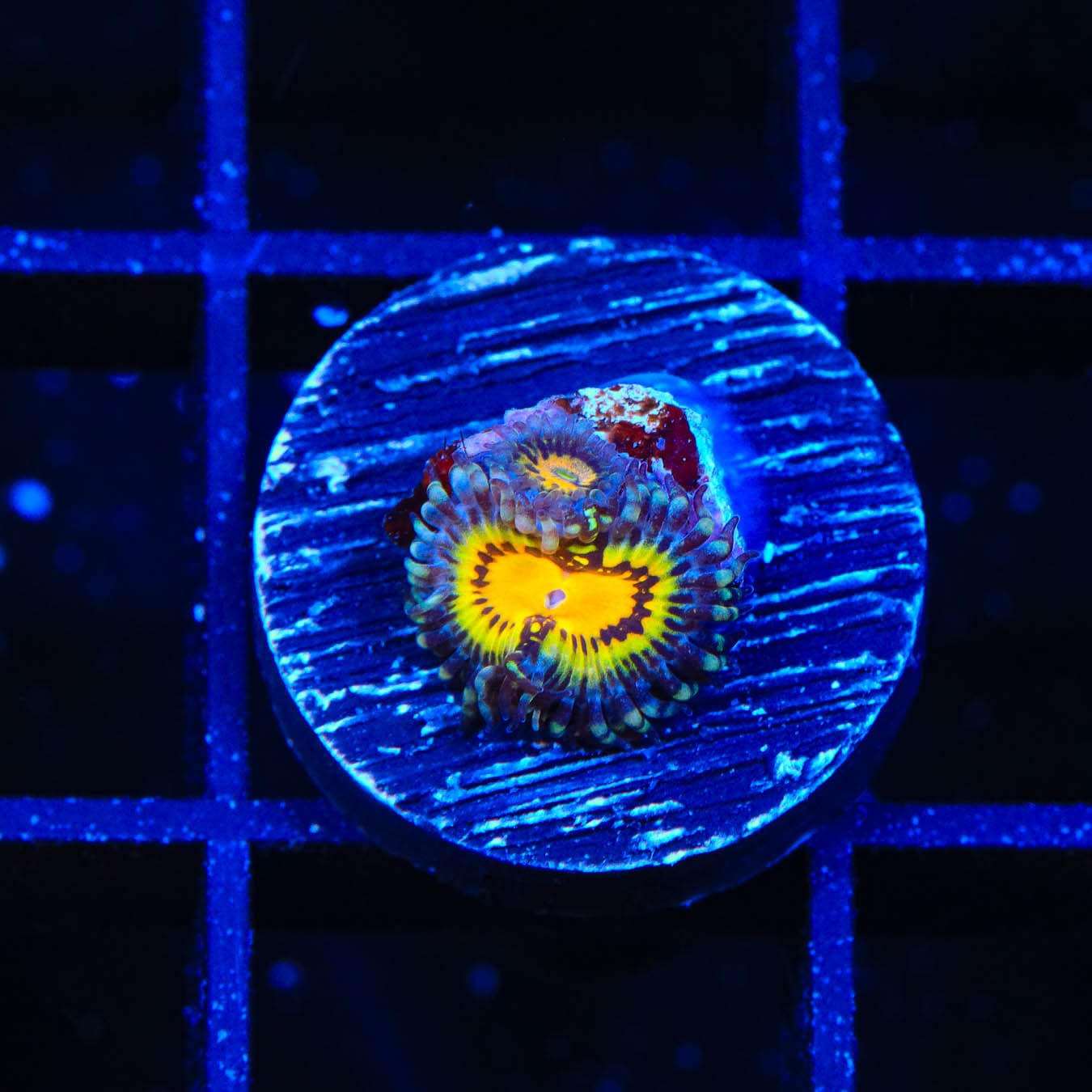 Premium Zoanthids Coral for Saltwater Aquariums - Vibrant Colors & Easy Care | Perfect for Reef Tanks & Marine Displays
