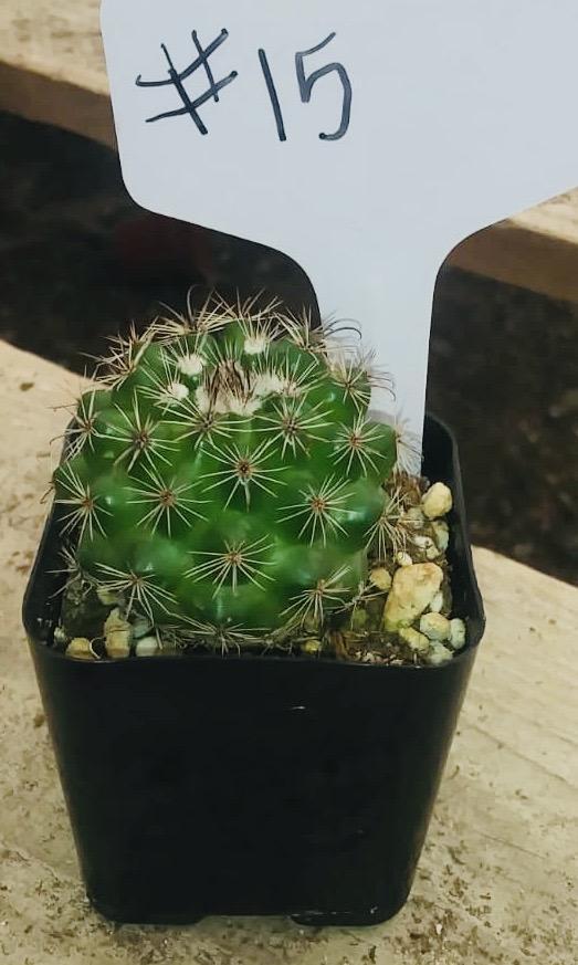 Thelocactus #15C - Rare Live Cactus Plant for Home & Office Decor - Perfect for Succulent Gardens, Terrariums, and Desert Landscaping