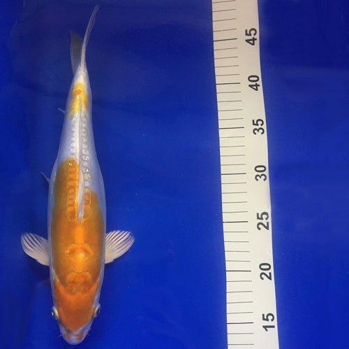 Premium Doitsu Lemon Hariwake Koi Fish - 12 Inch Vibrant Pond Fish for Outdoor Garden Ponds & Water Features