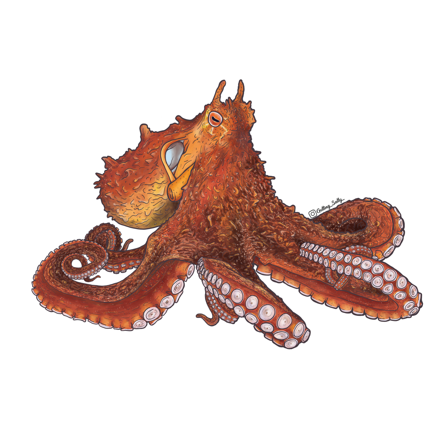 Giant Pacific Octopus Aquarium Tank Wrap - Realistic Saltwater Decor for Fish Tanks & Marine Habitats | Perfect for Home Aquariums, Office Fish Tanks & Underwater Theme Decorations