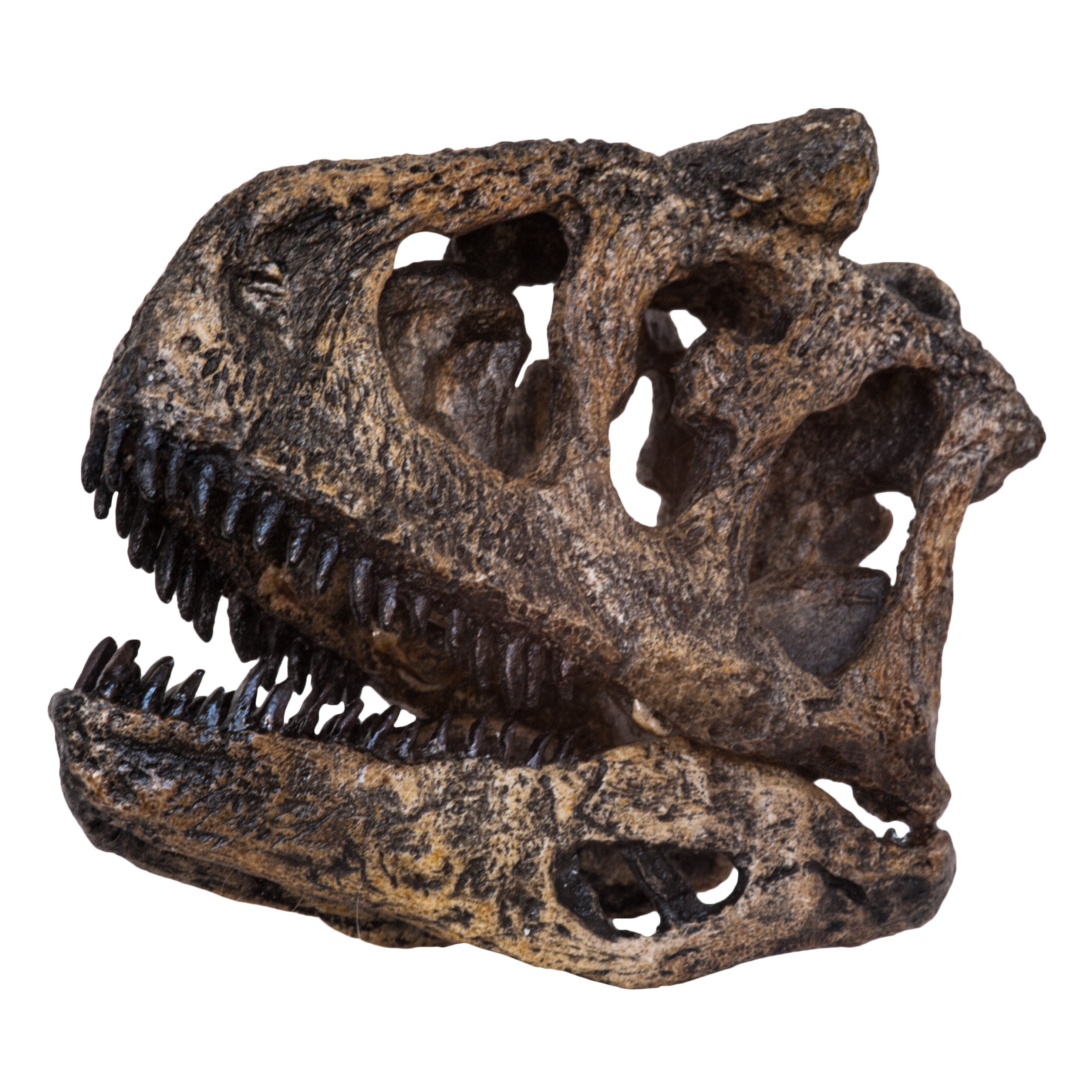 Authentic Replica Carnotaurus Skull - Dinosaur Fossil Home Decor, Museum-Quality Display Piece for Jurassic Themed Rooms & Paleontology Enthusiasts