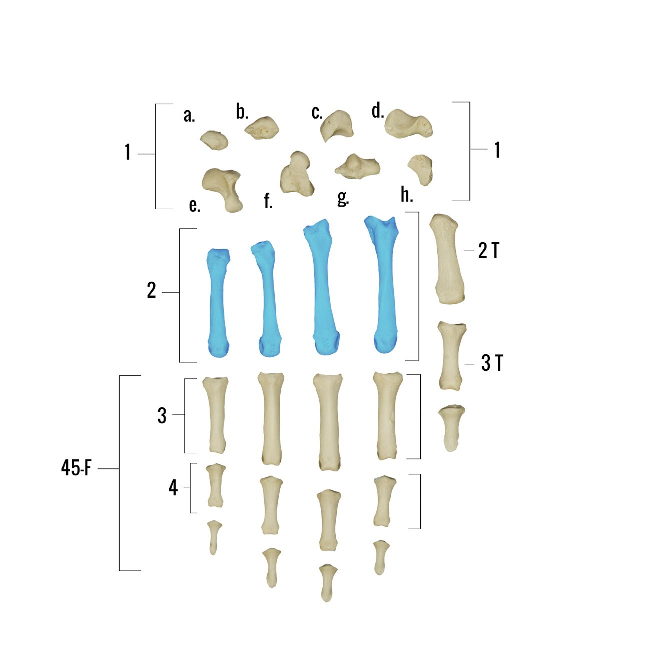 Real Human Hand Skeleton Model - Anatomically Accurate Single Bone Structure for Medical Study, Halloween Decor & Science Education