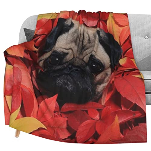 Pug