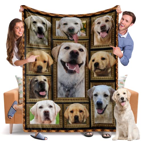 Labrador Dog