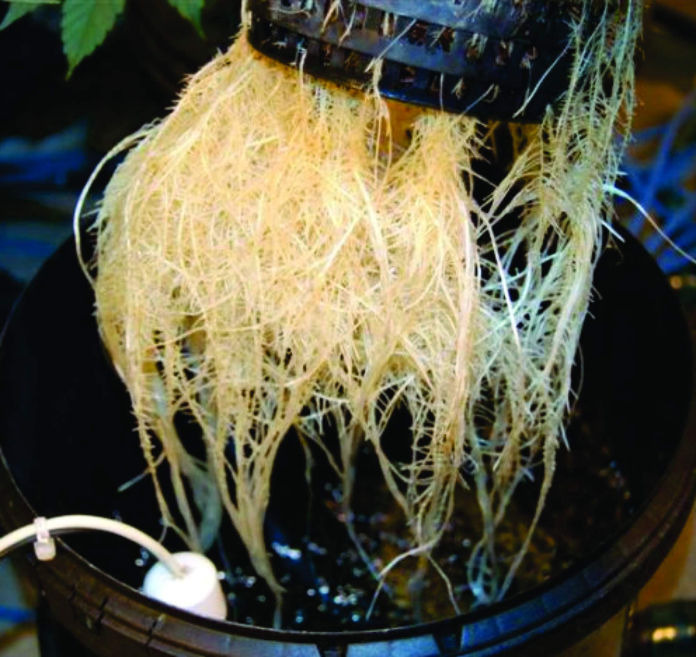 Atwater Hydropod 5 Gallon DWC Deep Water Culture System Kit - Bubble Bucket Hydroponic Garden for Indoor Plants - Perfect for Lettuce, Herbs & Vegetables Growing Without Nutrients