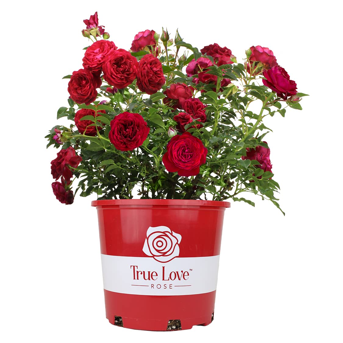Fresh Red Roses for Delivery Prime - Live Rose Bush Plants for Indoor & Outdoor, Potted Rose Plant Gift for Plant Lovers - Perfect for Home Decor, Wedding Centerpieces, Anniversary Gifts & Garden Landscaping