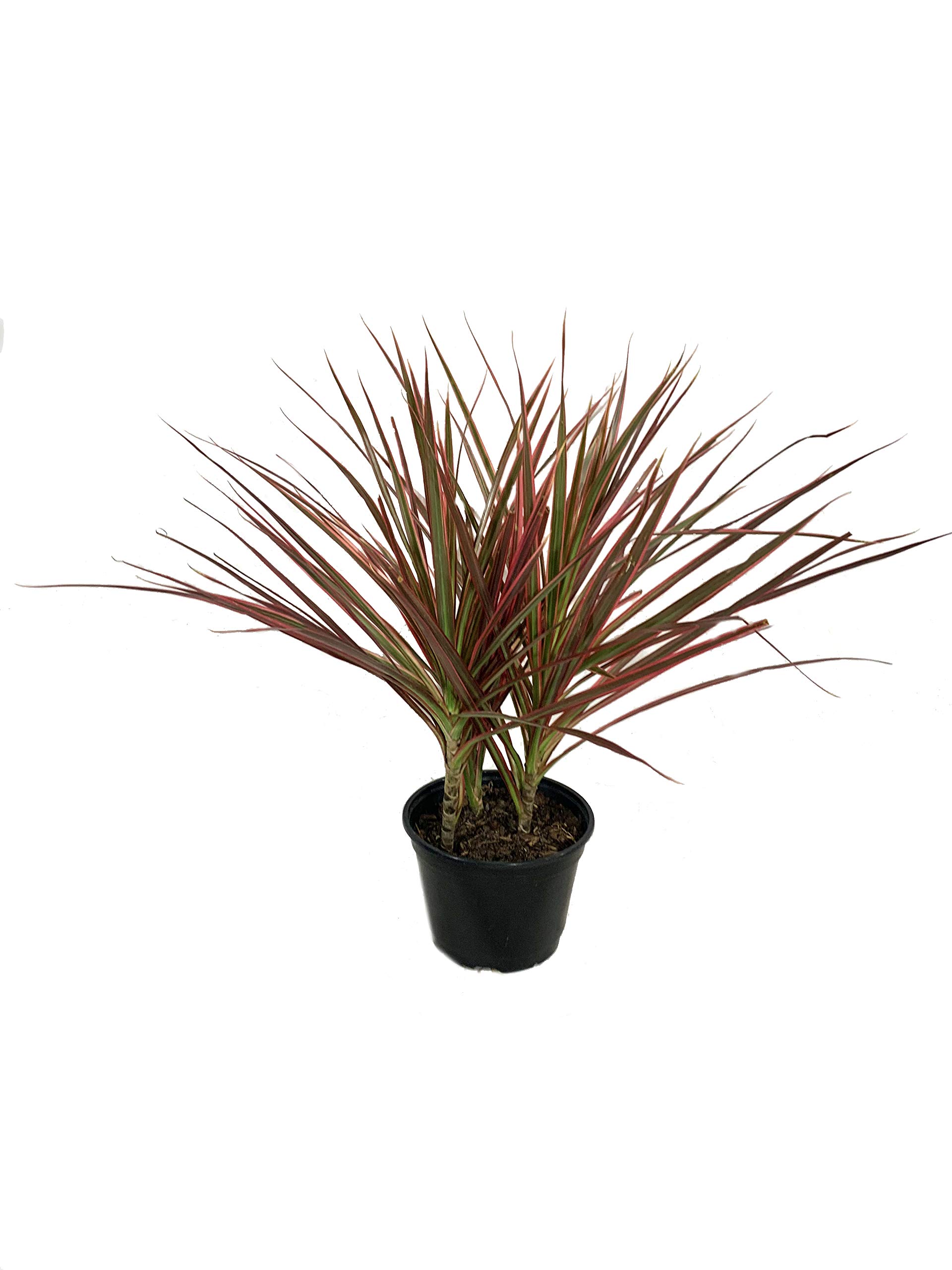 Dracaena Marginata Colorama - 3 Live Dragon Tree Plants in 6 Inch Pots - Low Maintenance Indoor Air Purifying Houseplant for Home, Office & Bedroom Decor