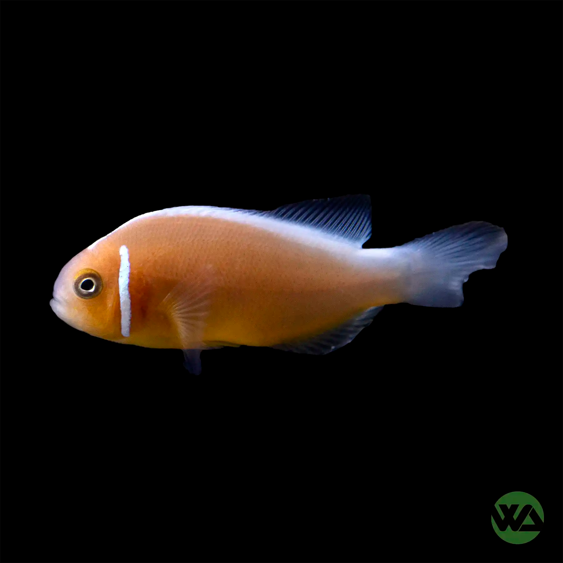 Pink Skunk Clownfish (Amphiprion Perideraion) - Saltwater Aquarium Fish for Reef Tanks & Marine Aquariums | Perfect for Beginners & Expert Fish Keepers